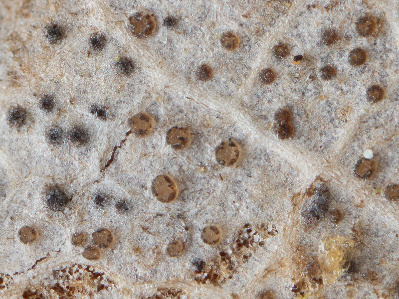 Naevala perexigua